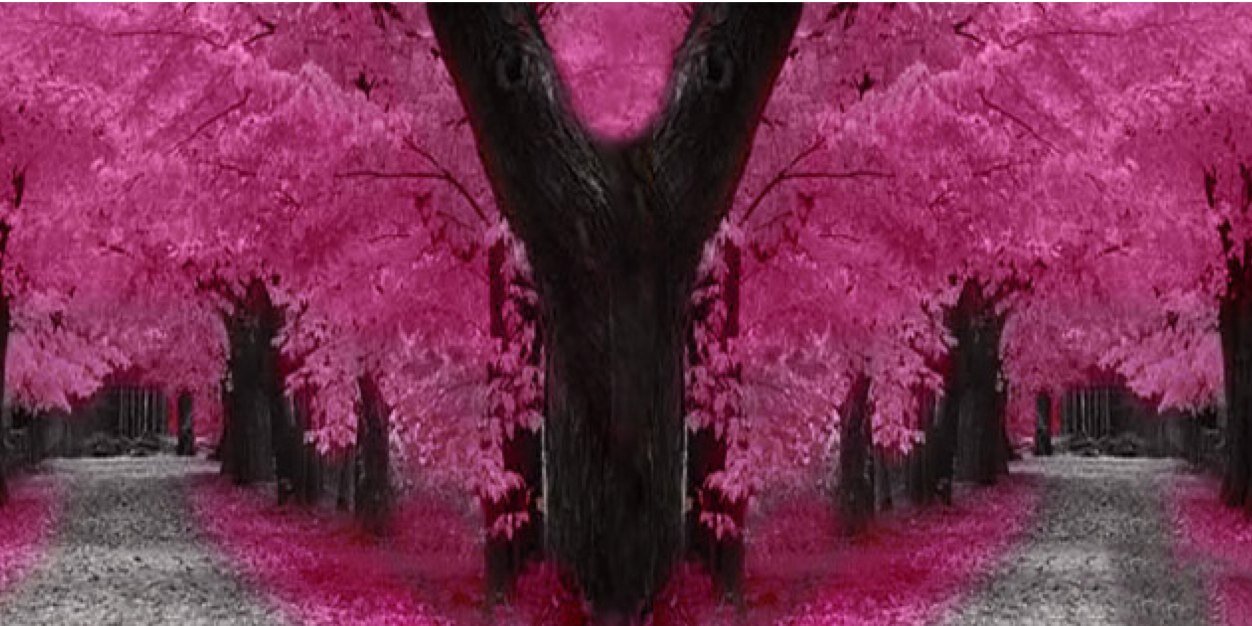 claudina's profile banner image