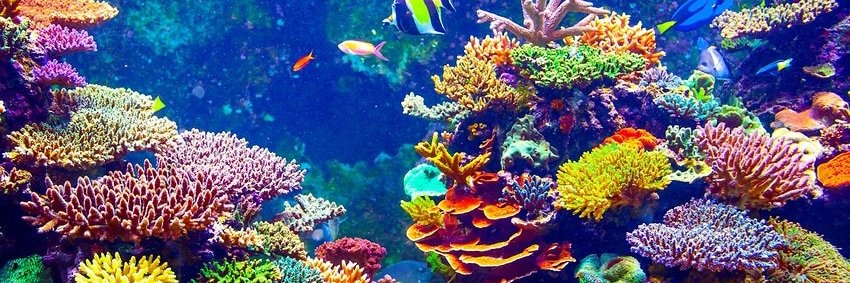 RestoreFoodware banner