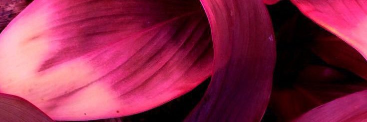 🤍 banner