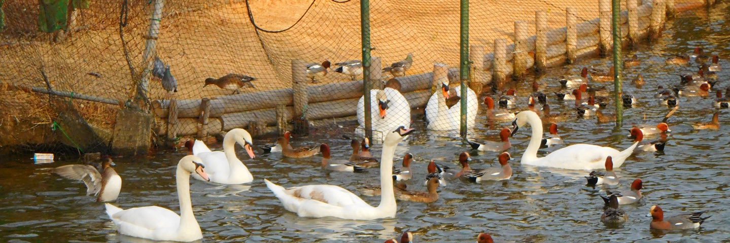 Lumina(るみな)🦢🦢🦢🦢🛫 banner