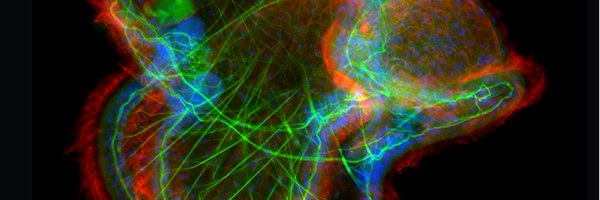 the_Node Profile Banner