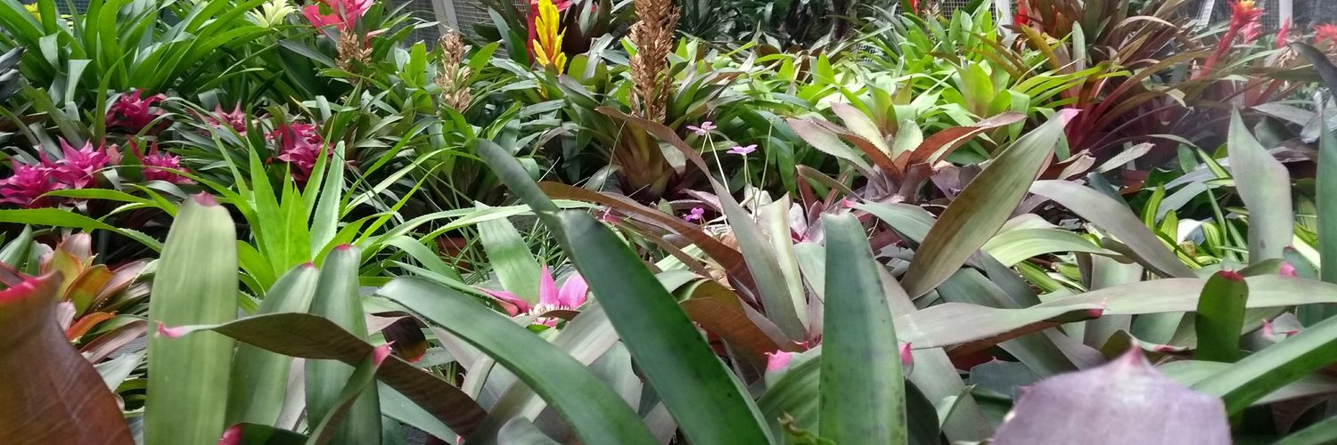 Lime Green and Sage banner