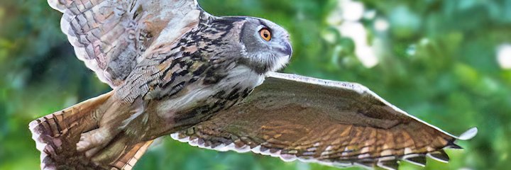 Just Another Emily banner