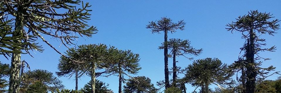 ROBustosC's profile banner image