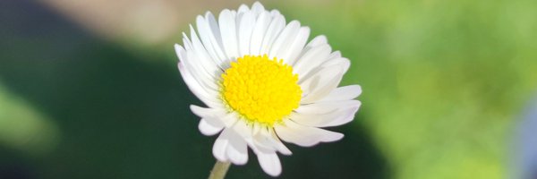 0DaisyX Profile Banner
