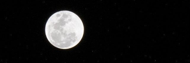 -🖤 ft.🐶 banner