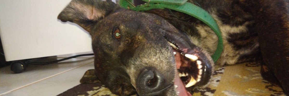 Cão banner