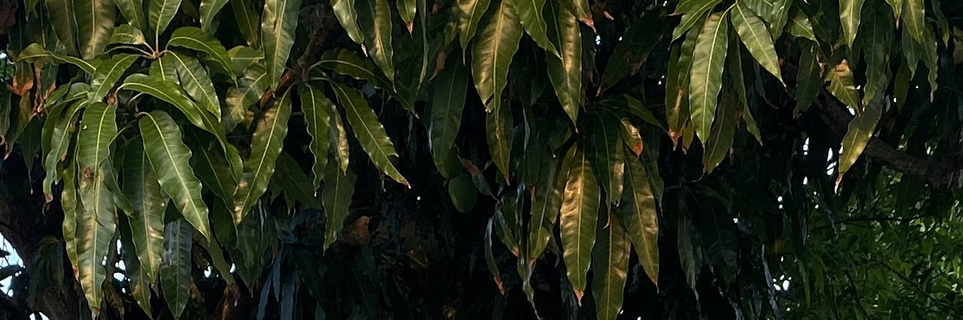 mrandyhoops's profile banner image