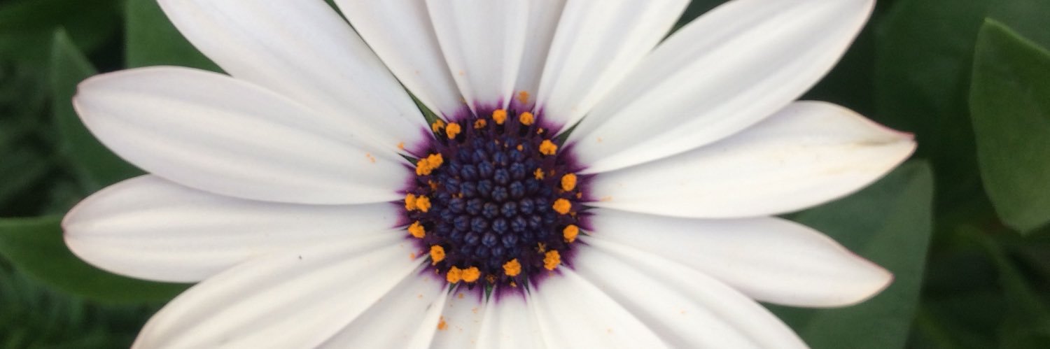 Geoff Stengel ᵍᵐ🦔🐢 banner