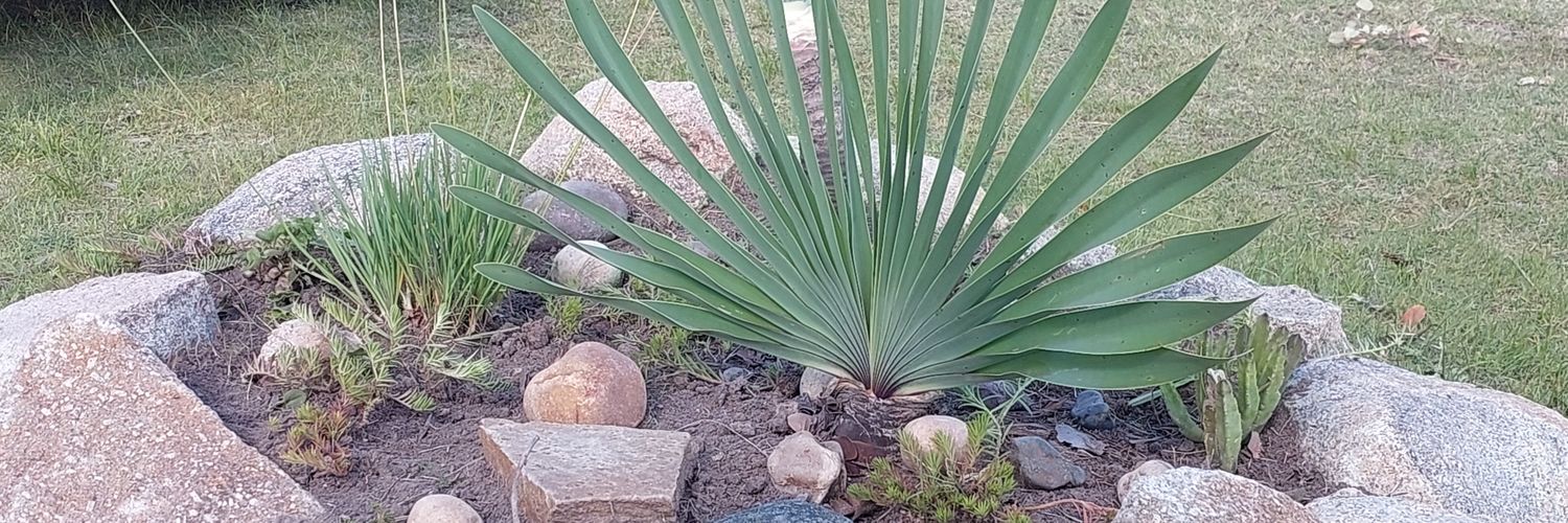 Tatenda Mugabe banner