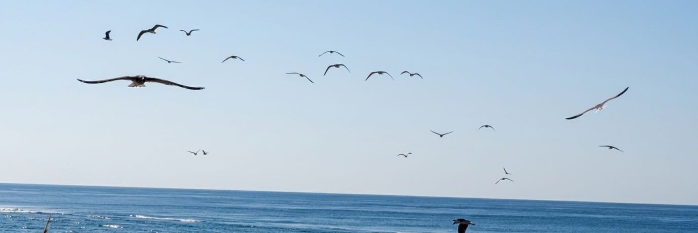 * banner