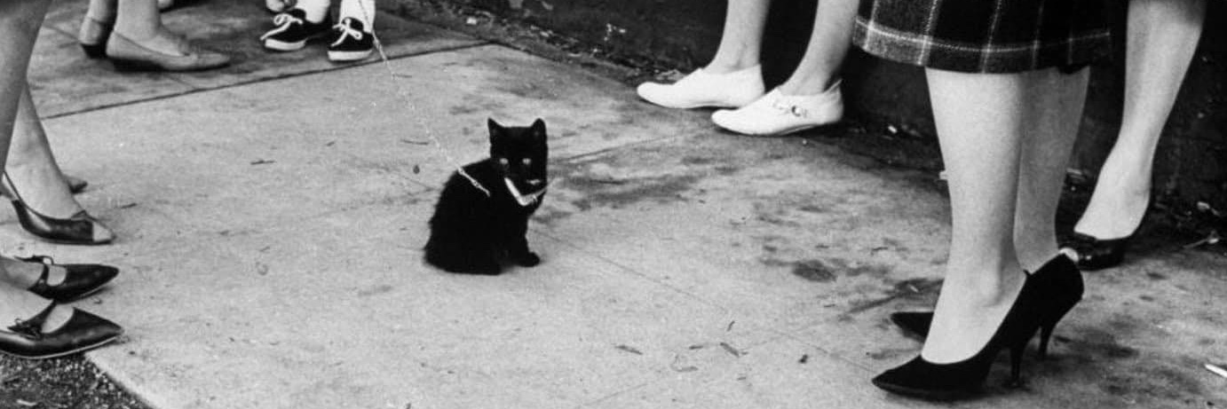 Ioana Florea, MD MPHS banner