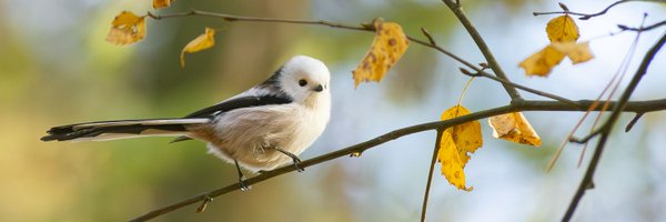 Eb93Ewi Profile Banner