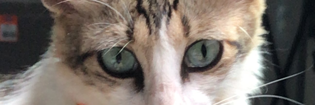 tojalzinha do sus banner