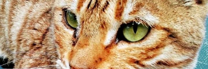 ginnabac's profile banner image