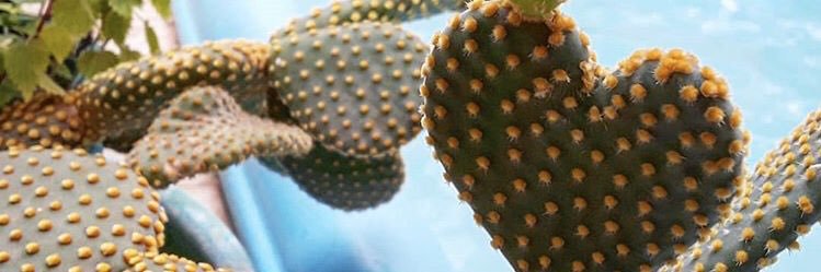 PatyMarzzollo's profile banner image