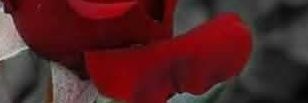 fouzi741's profile banner image
