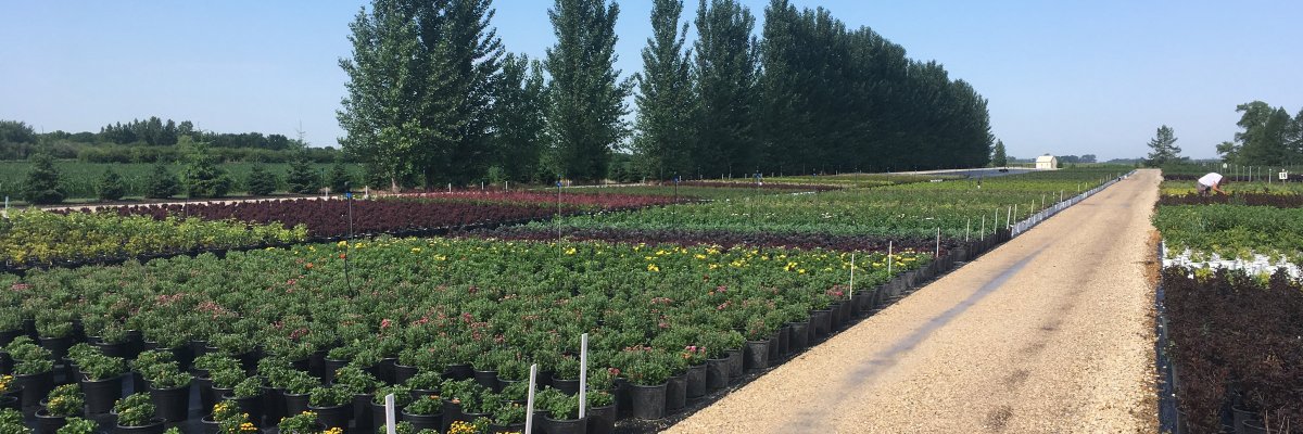 vanstoneplants's profile banner image