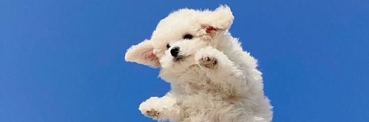 ปุ้งกี๋🐶 banner