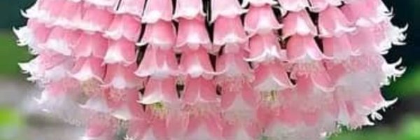 UbumuntuT Profile Banner