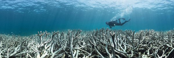 ICRSCoralReefs Profile Banner