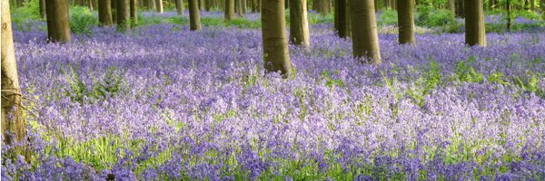 EmikoGB Profile Banner