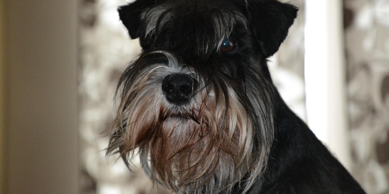 Mikael Westman banner