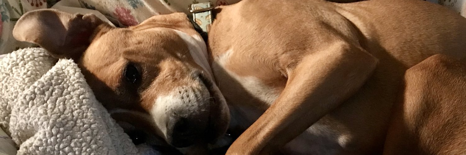 snappy627's profile banner image