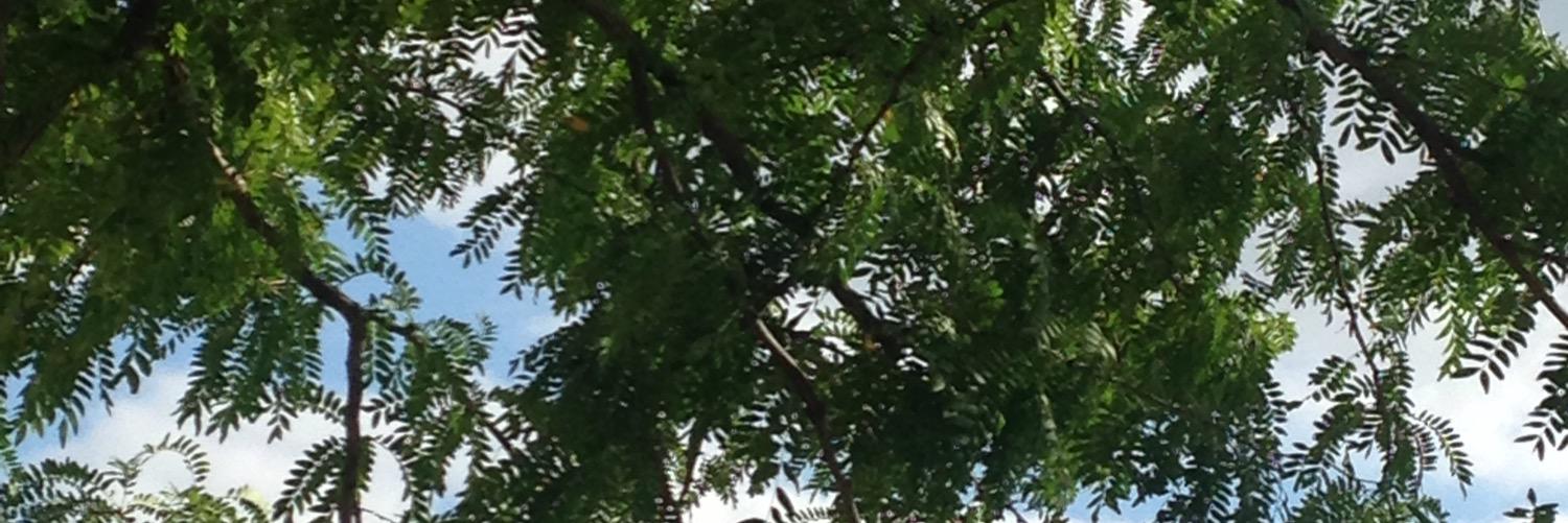 Anne-Sophie Hojlo banner