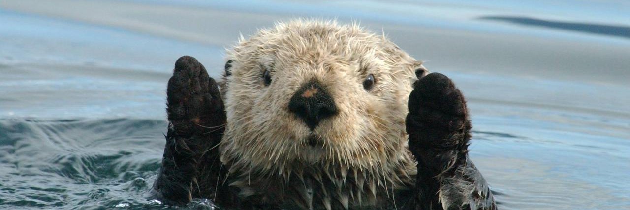 otter's banner