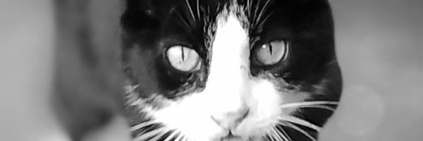 MyCatsYouCats Profile Banner