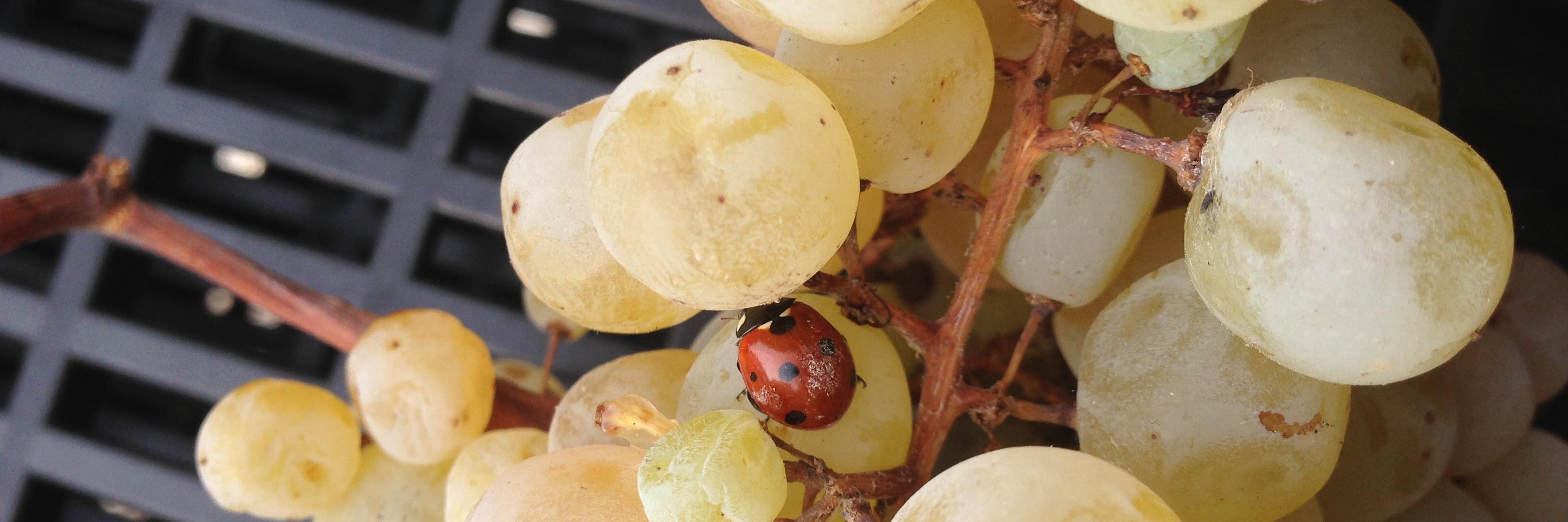 Ferracane_wines's profile banner image