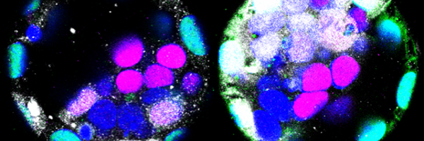 LIwamotoStohl Profile Banner