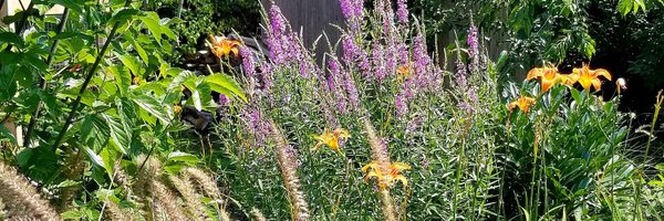 jllprov Profile Banner