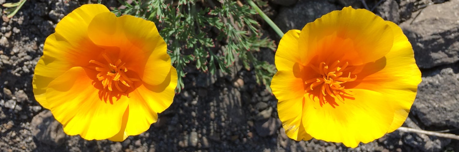 gabriel gonzalez banner