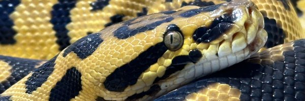 TenwaReptiles Profile Banner
