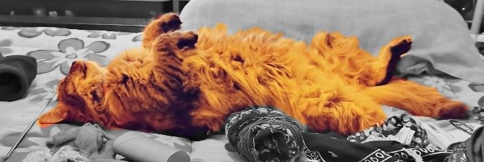 🌻Dani🌻 banner
