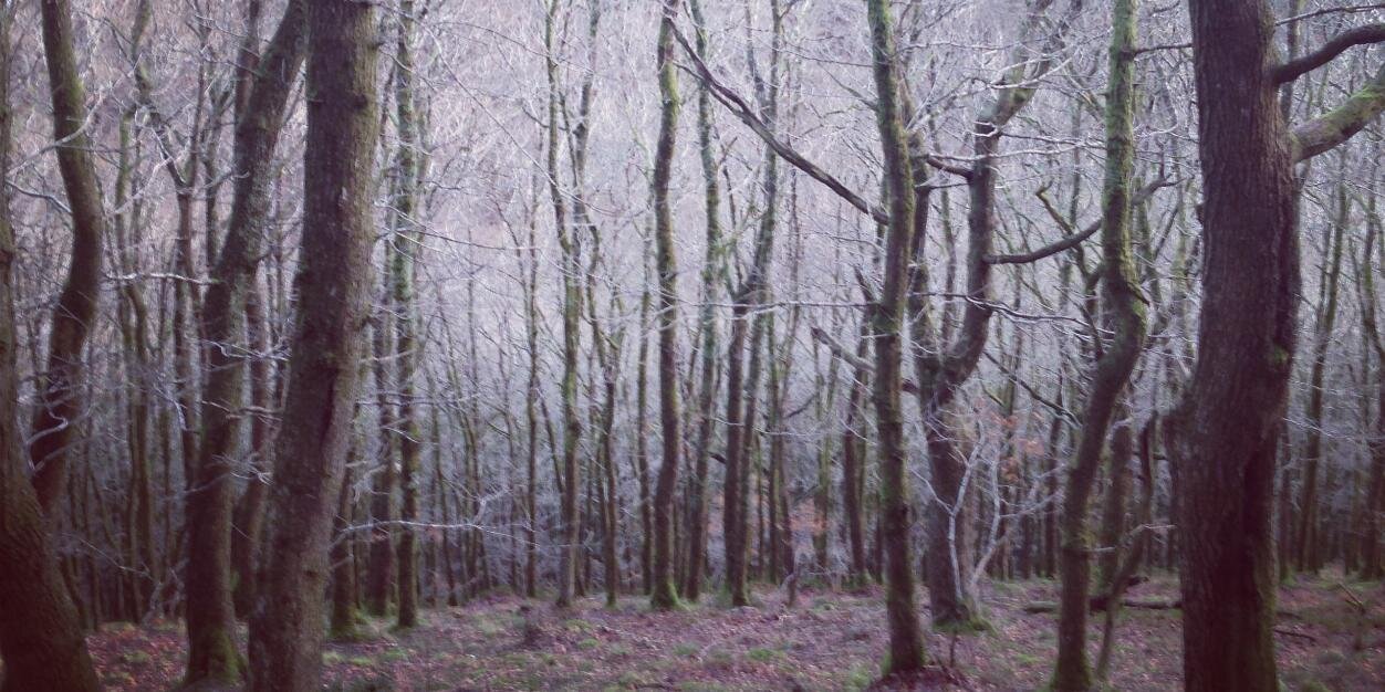 RachelHorigan's profile banner image