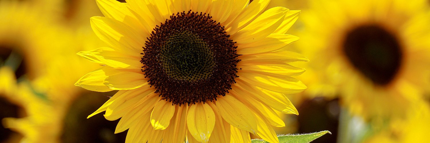Amanda__Webster's profile banner image