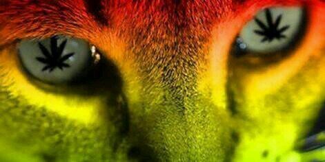 Karlijn666's profile banner image
