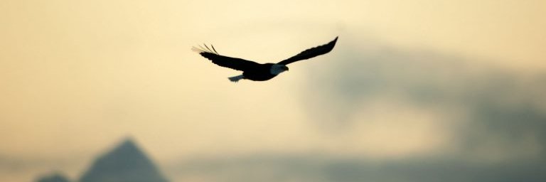 Subtain Malik banner