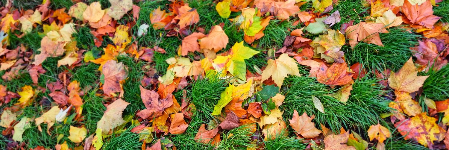 a d e l e e⚰️🪦 banner