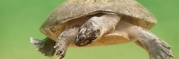 GHermanson_ Profile Banner