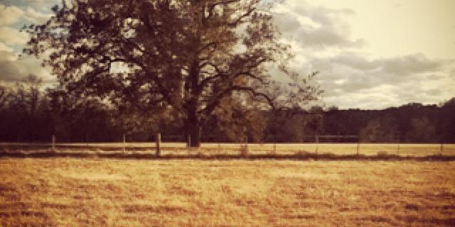 BairdJulie's profile banner image