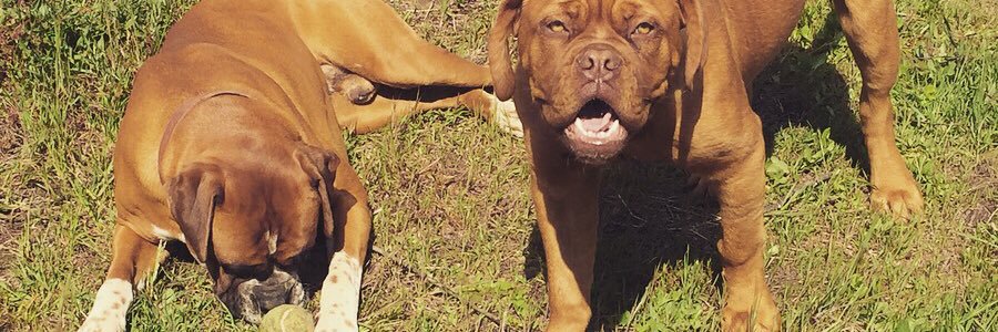 danycas919's profile banner image