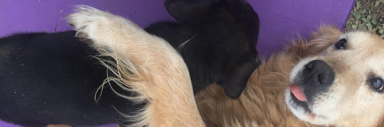 tracy_if's profile banner image