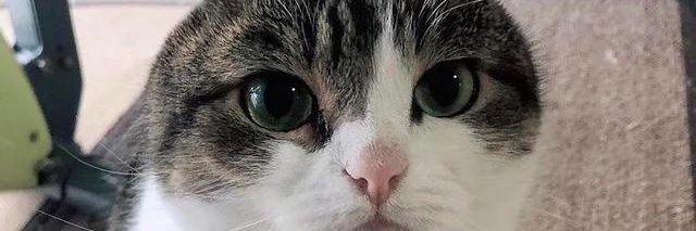 fardbadingle's profile banner image