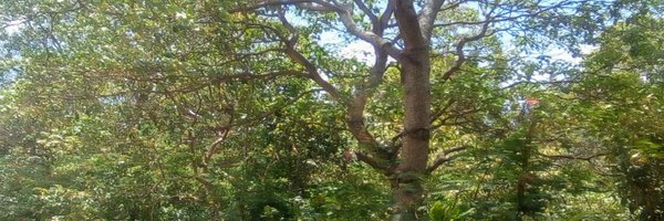 _wawiny Profile Banner