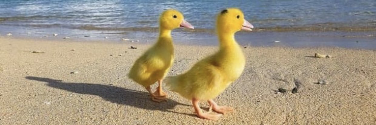 Batman_Duck_'s profile banner image