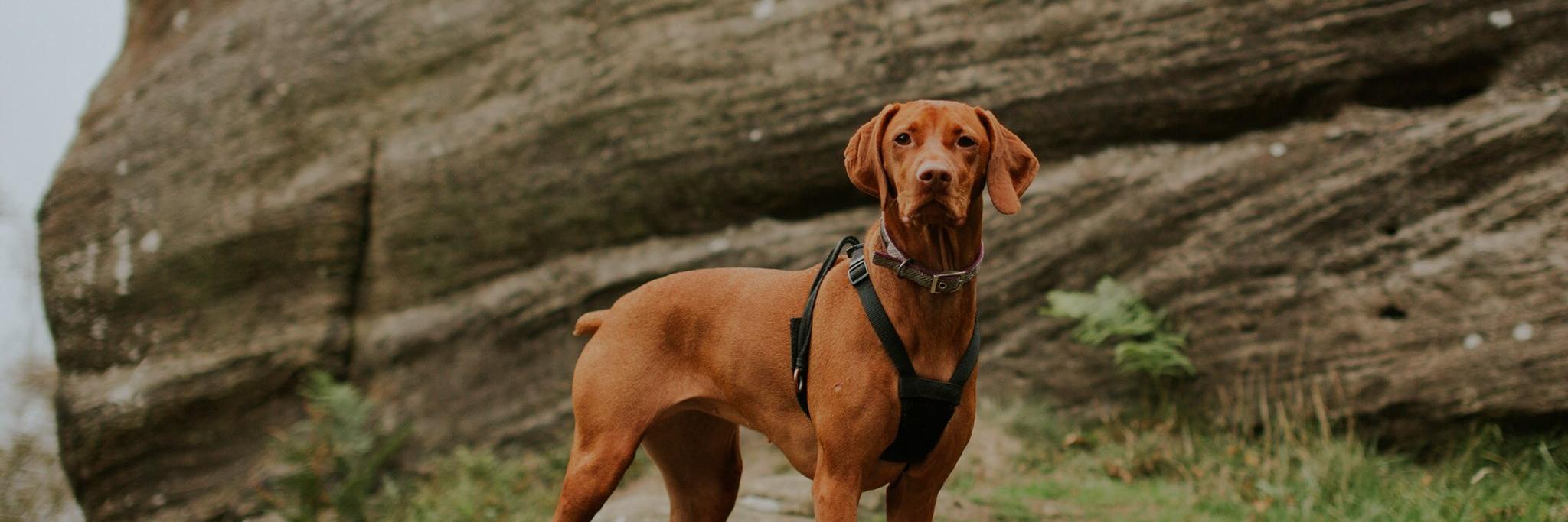 David Keywood banner